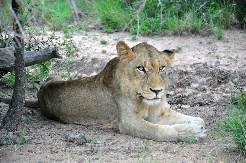 Melanie Heinrich - travel images - Lion Sands Private game reserver Hazyview